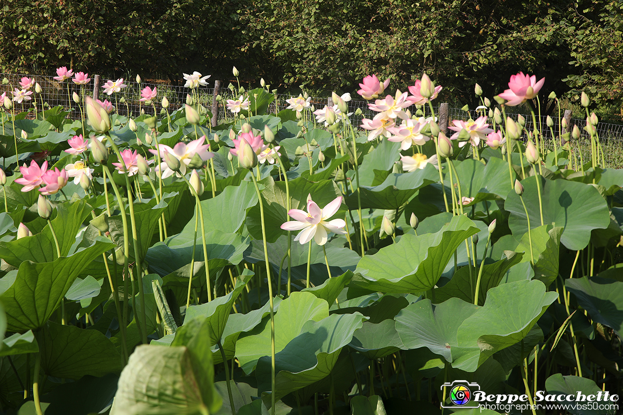 VBS_6642 - Fioritura Loto Laghetto Vezza d'Alba.jpg